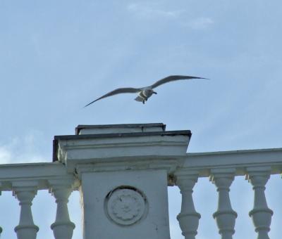 Прикрепленное изображение: DSCF6262a.jpg